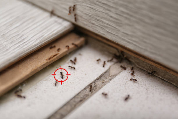 Best Termite Control Services  in Clarence Center, NY