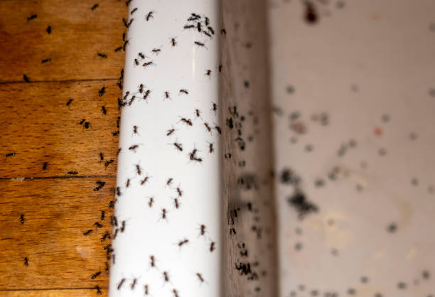 Best Termite Control Services  in Clarence Center, NY